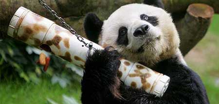 Un nuevo cálculo eleva a casi el triple los osos panda gigantes que existen en el mundo