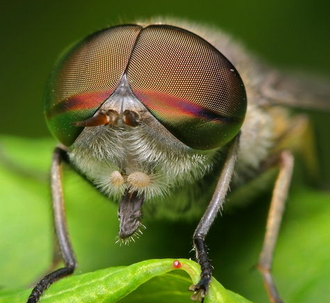 Fotografias Macro de Insectos