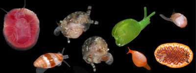 Algunas de las especies descubiertas en la isla de Panglao (Foto: Efe)